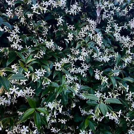 Avec Piscine بيت للعطل Chambon (Vendee)